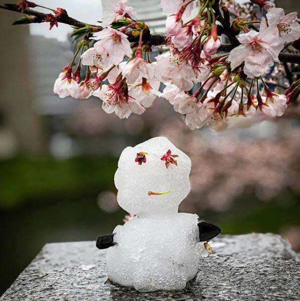 Tuyết rơi vào mùa xuân ở Tokyo