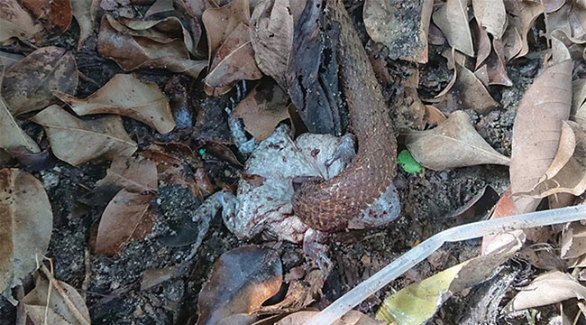 Một con rắn Oligodon formosanus đang ăn nội tạng ễnh ương trên đảo Lantau.