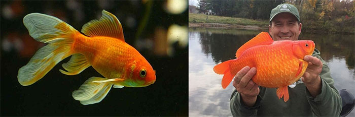 Cá vàng là loài cá sinh sản nhanh chóng.