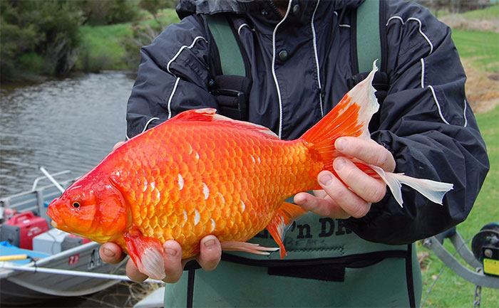 Khi đủ tài nguyên, những con cá vàng có thể phát triển to gấp 10 lần kích thước ban đầu.