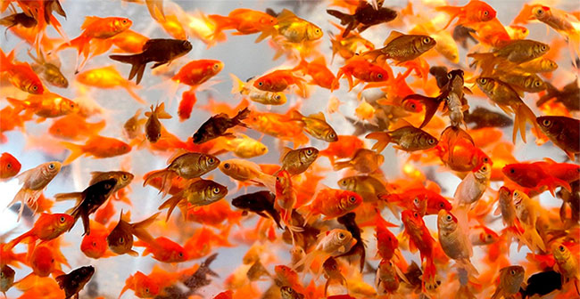 Cá vàng xâm chiếm khắp các sông hồ và suối trên toàn thế giới gây ra nhiều thiệt hại lớn.