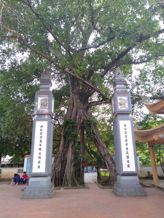 Chuyện lạ về cây đa cổ thụ có 3 gốc “độc” cạnh đền thờ vua - 2