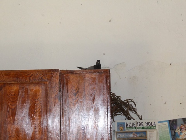 Hay ngôi nhà này còn có chim bồ câu sống bên trong. 