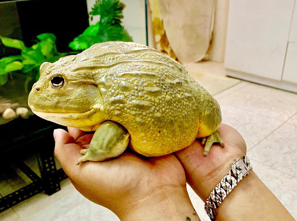 Hơn triệu đồng 1 con ếch bé tẹo, “dân chơi” vẫn bỏ tiền ra mua - 1