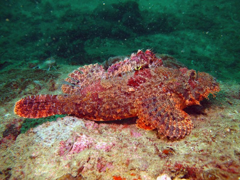 Loài cá xấu xí khiến thực khách kinh hãi nhưng lại là đặc sản ngon trứ danh - 2