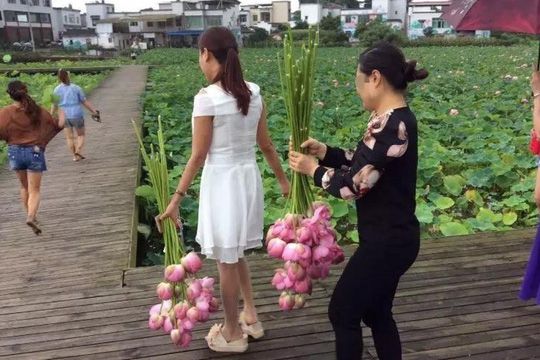 Ngỡ ngàng cảnh hàng trăm du khách Trung Quốc leo rào hái trộm hoa - 1