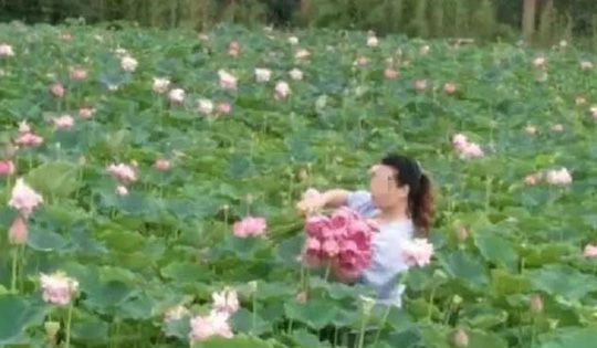 Ngỡ ngàng cảnh hàng trăm du khách Trung Quốc leo rào hái trộm hoa - 2