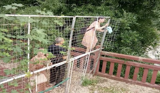 Ngỡ ngàng cảnh hàng trăm du khách leo rào hái trộm hoa