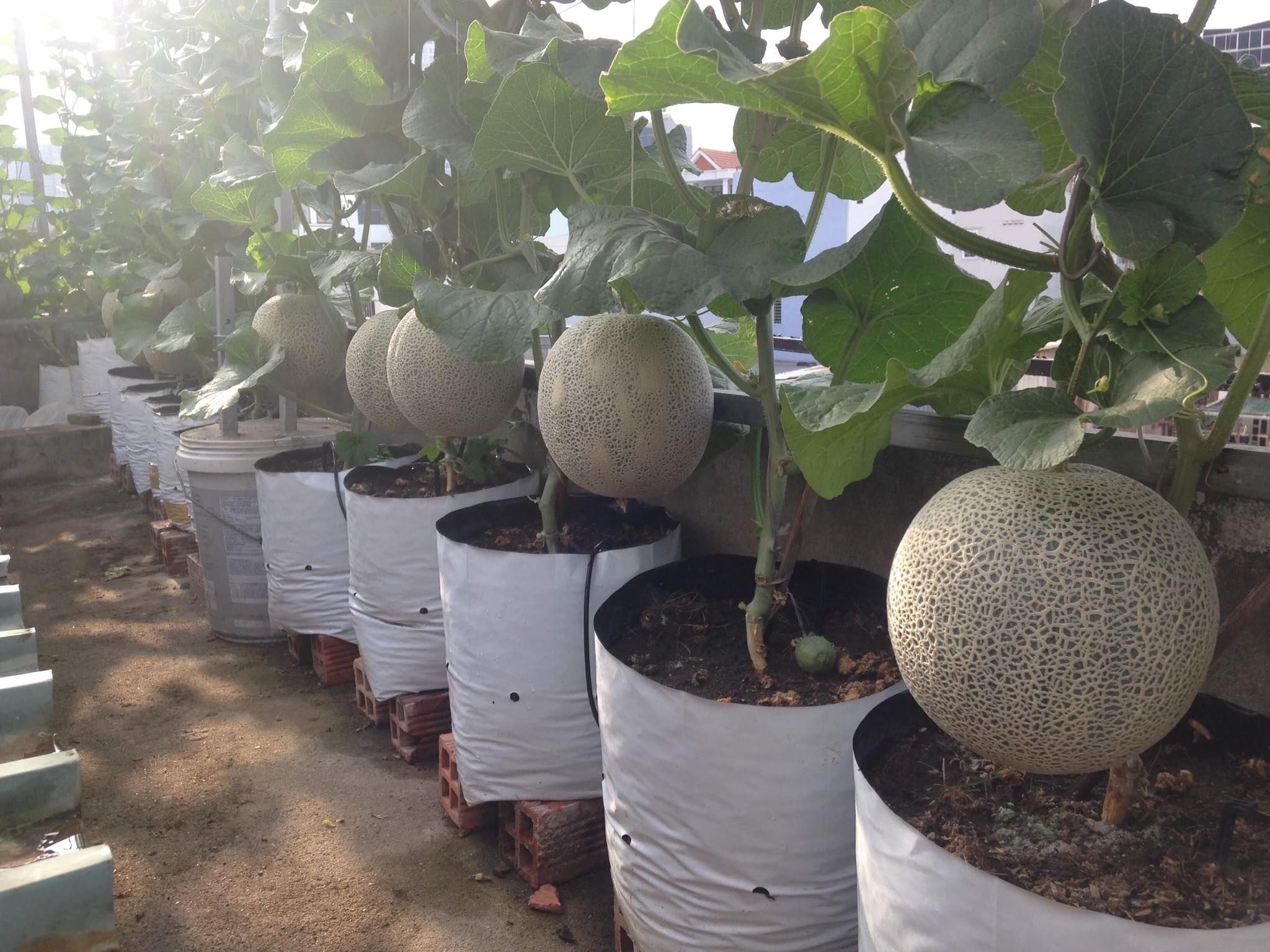 Trồng 20 m2 dưa lưới trên nóc nhà, ông bố Sài thành thu 4 tạ dưa mỗi năm - 5