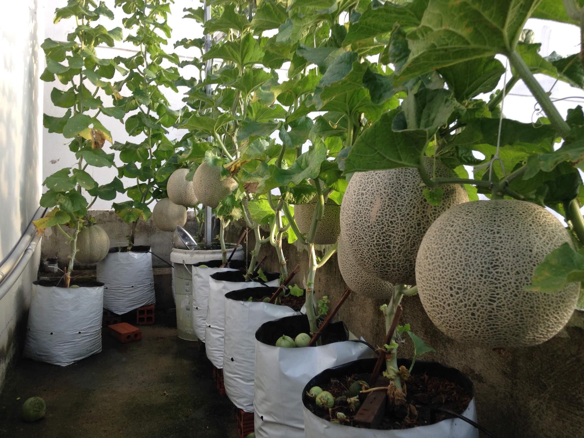 Trồng 20 m2 dưa lưới trên nóc nhà, ông bố Sài thành thu 4 tạ dưa mỗi năm
