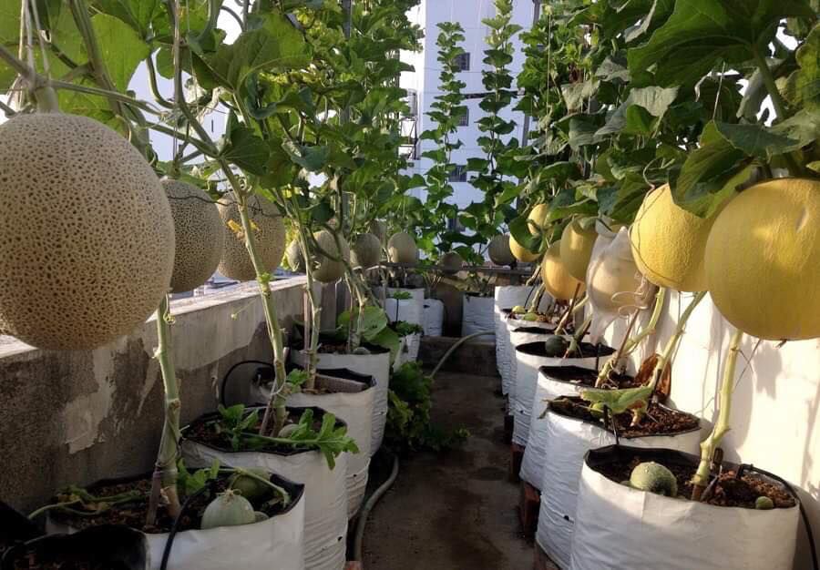 Trồng 20 m2 dưa lưới trên nóc nhà, ông bố Sài thành thu 4 tạ dưa mỗi năm - 4