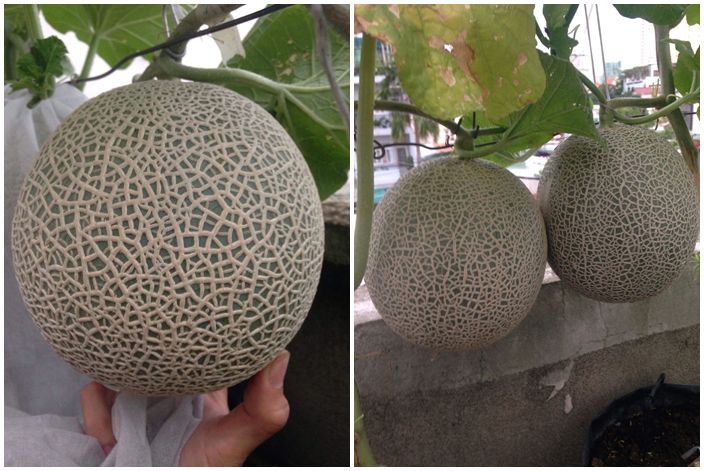 Trồng 20 m2 dưa lưới trên nóc nhà, ông bố Sài thành thu 4 tạ dưa mỗi năm - 9