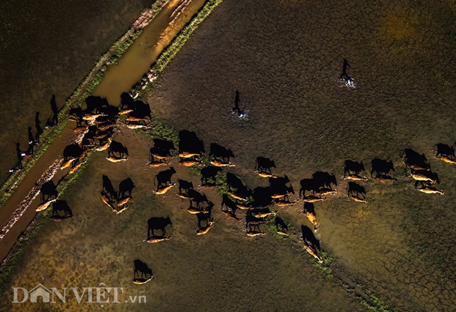 Chiêm ngưỡng cánh đồng lúa đẹp nhất nhì Tây Nguyên từ trên cao - 8