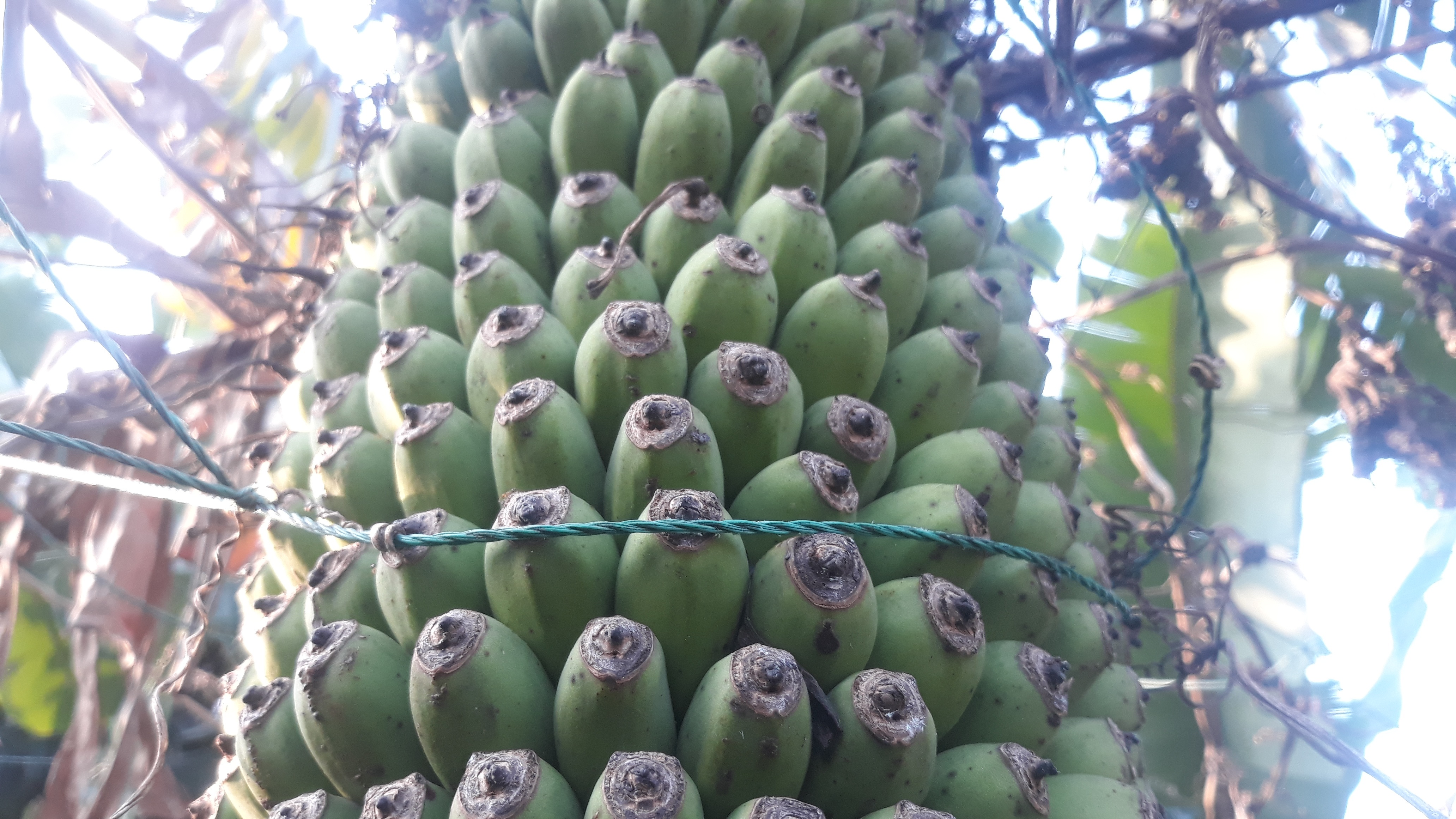 Độc đáo buồng chuối hàng trăm nải, dài 2,5 m - 6