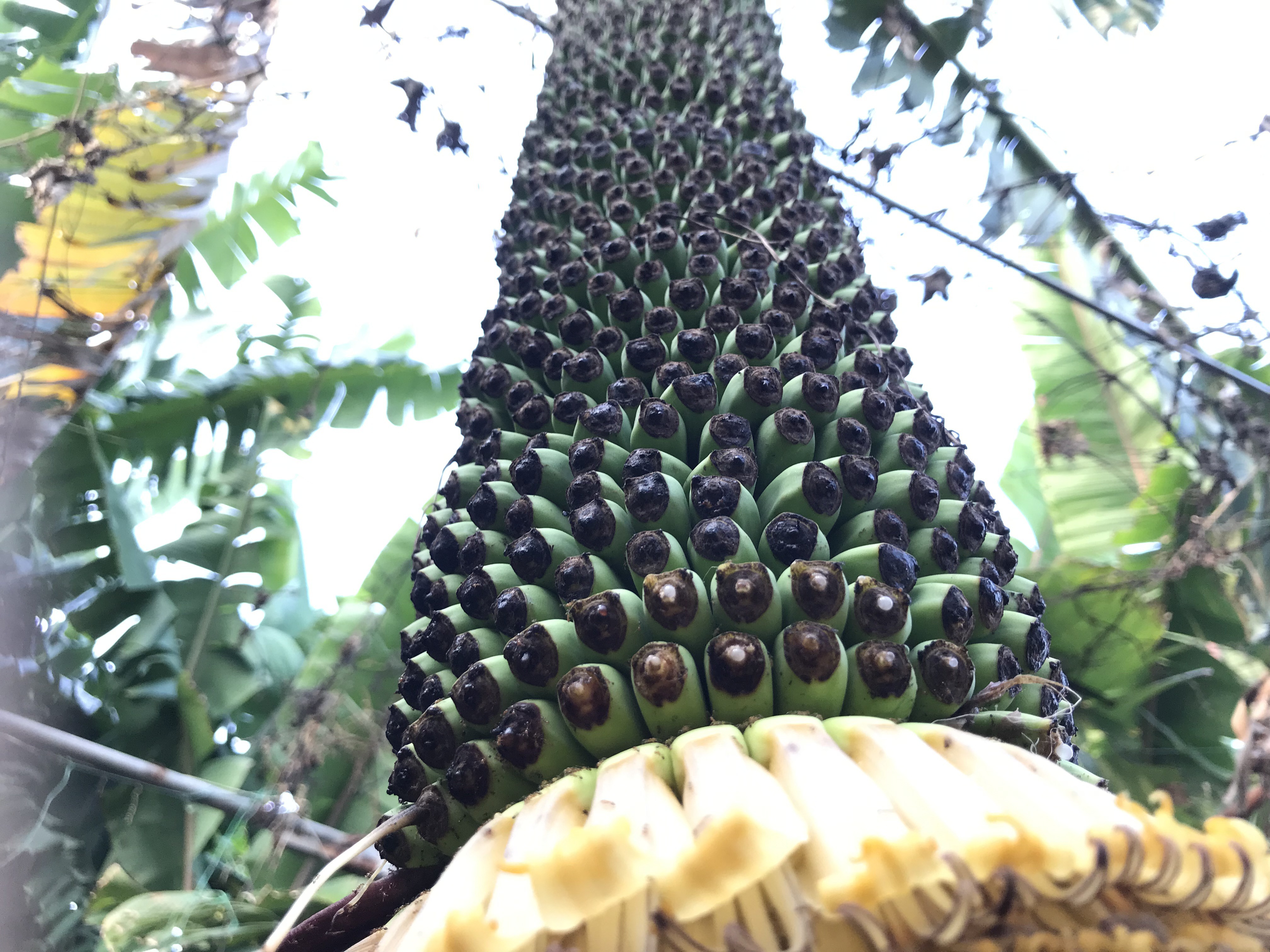 Độc đáo buồng chuối hàng trăm nải, dài 2,5 m - 7