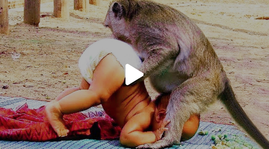 Hài hước clip thú cưng chơi khăm chủ nhân tí hon