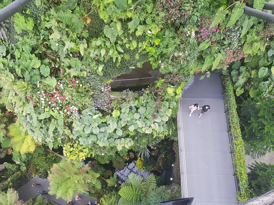 Rừng đám mây Singapore.jpg