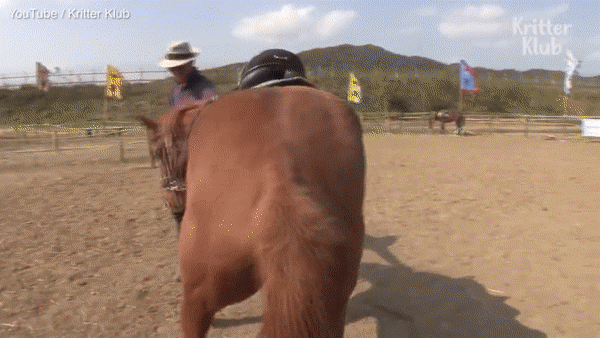 Chú ngựa láu cá giả vờ chết để trốn việc - 2