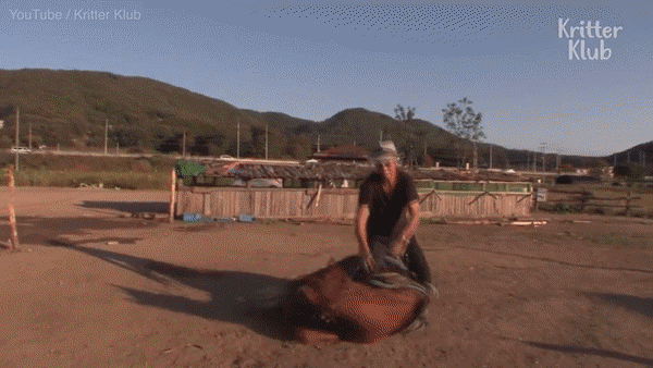 Chú ngựa láu cá giả vờ chết để trốn việc - 1