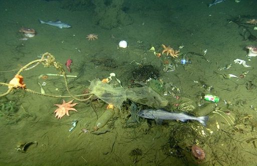 Phát hiện hàng nghìn hố bí ẩn xuất hiện dưới đáy biển - 2