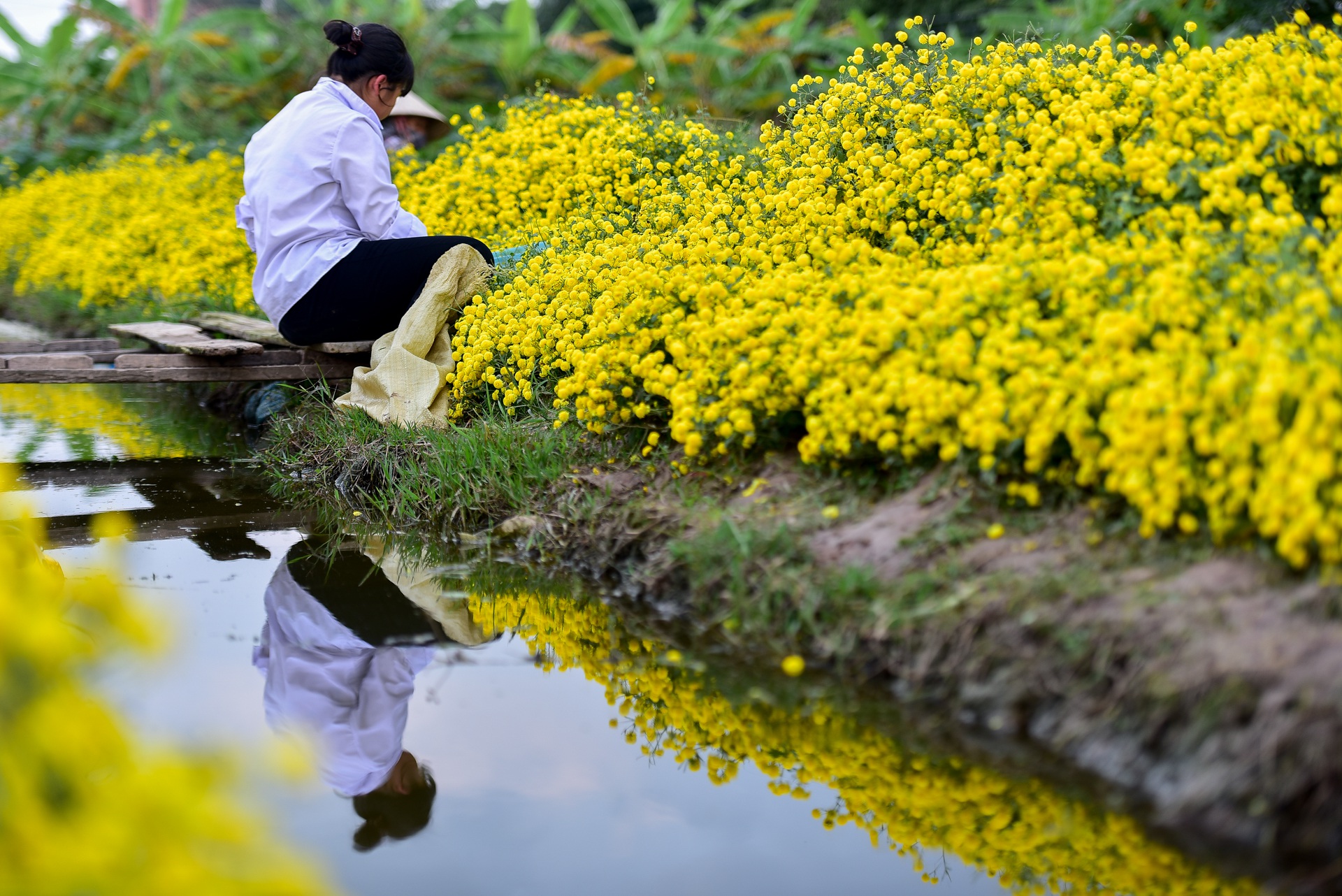 Ngắm cánh đồng cúc tiến vua vàng ruộm mộng mơ tại Nghĩa Trai, Hưng Yên - 6