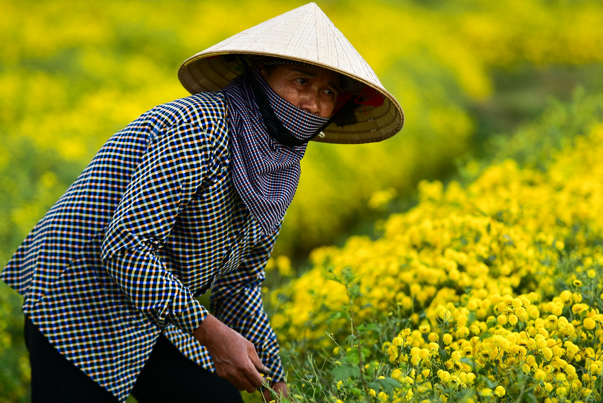 Ngắm cánh đồng cúc tiến vua vàng ruộm mộng mơ tại Nghĩa Trai, Hưng Yên - 14