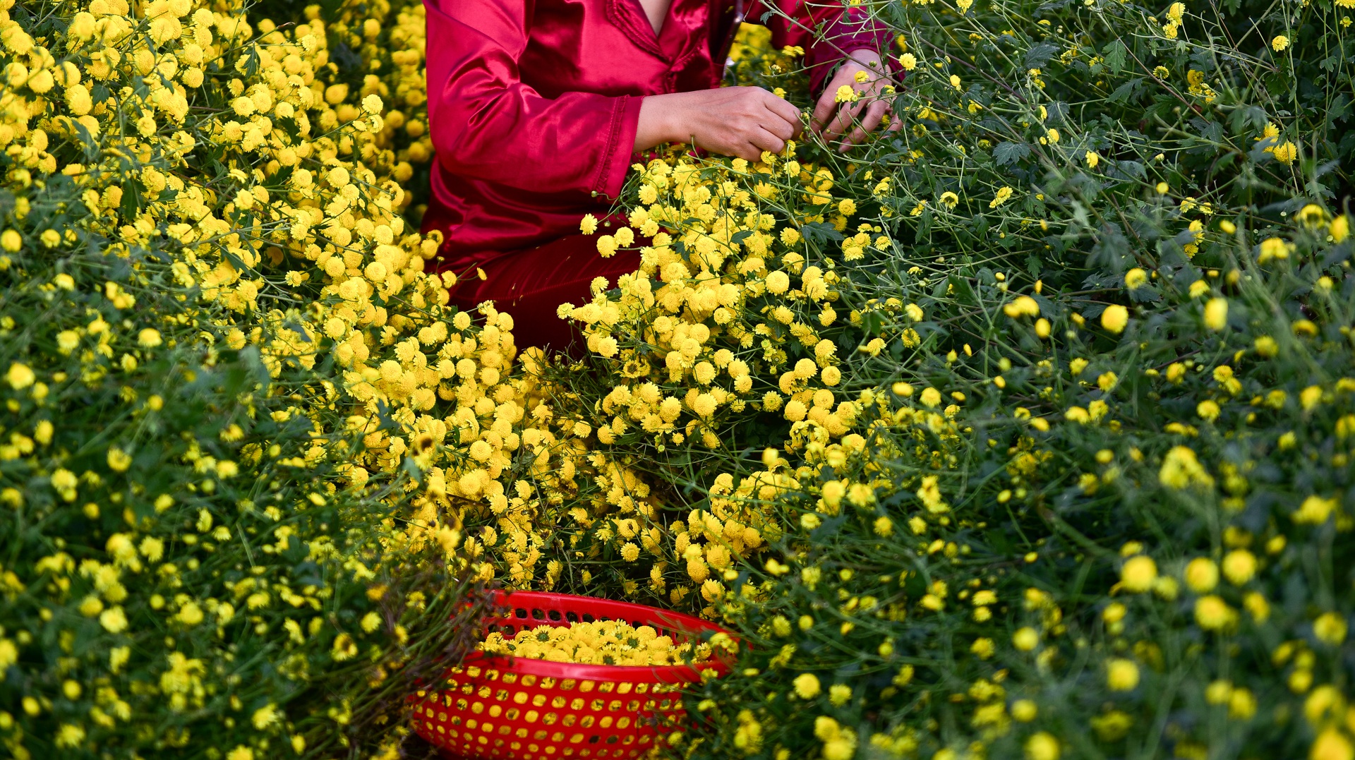 Ngắm cánh đồng cúc tiến vua vàng ruộm mộng mơ tại Nghĩa Trai, Hưng Yên - 13