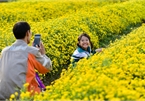 Ngắm cánh đồng hoa cúc vàng rực tại Hưng Yên