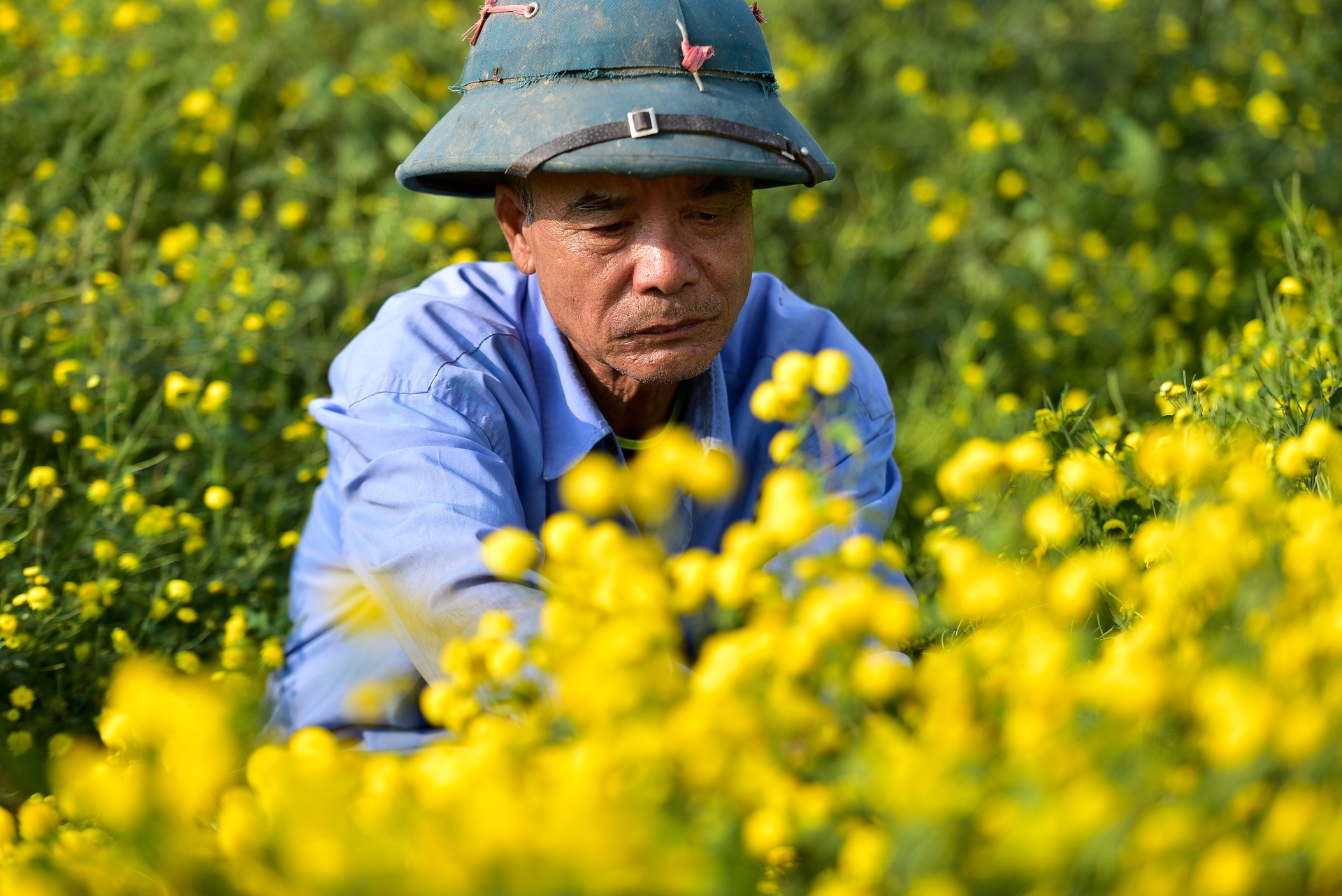 Ngắm cánh đồng cúc tiến vua vàng ruộm mộng mơ tại Nghĩa Trai, Hưng Yên - 15