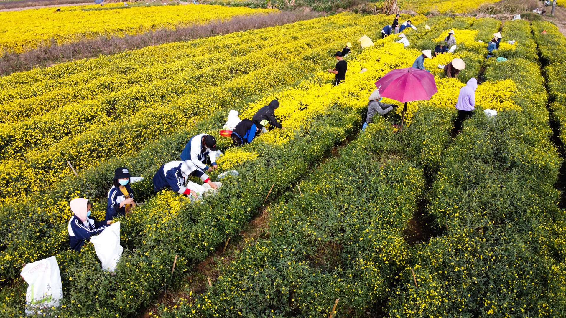 Ngắm cánh đồng cúc tiến vua vàng ruộm mộng mơ tại Nghĩa Trai, Hưng Yên - 9
