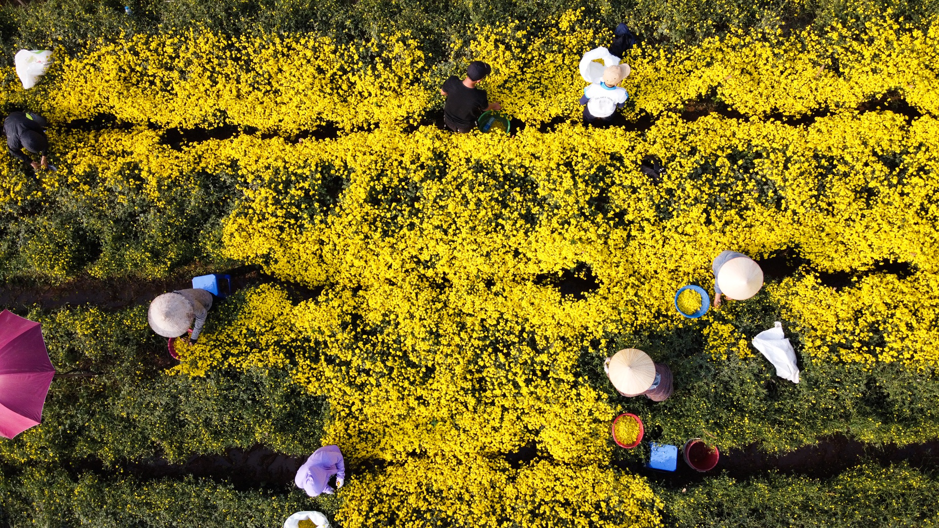 Ngắm cánh đồng cúc tiến vua vàng ruộm mộng mơ tại Nghĩa Trai, Hưng Yên - 4