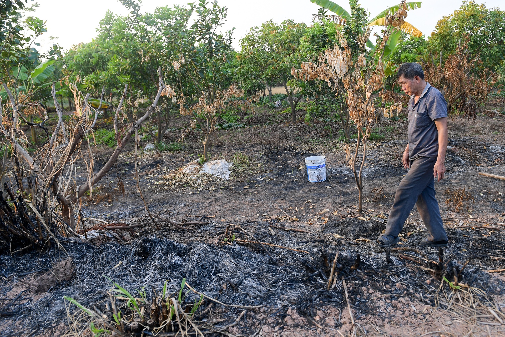 Nông dân Hưng Yên khóc hết nước mắt, nhìn vườn cây ăn quả bị đốt trụi - 6