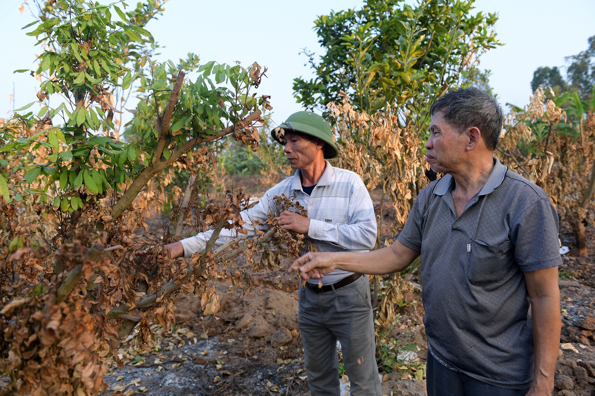 Nông dân Hưng Yên 'khóc hết nước mắt', nhìn vườn cây ăn quả bị đốt trụi