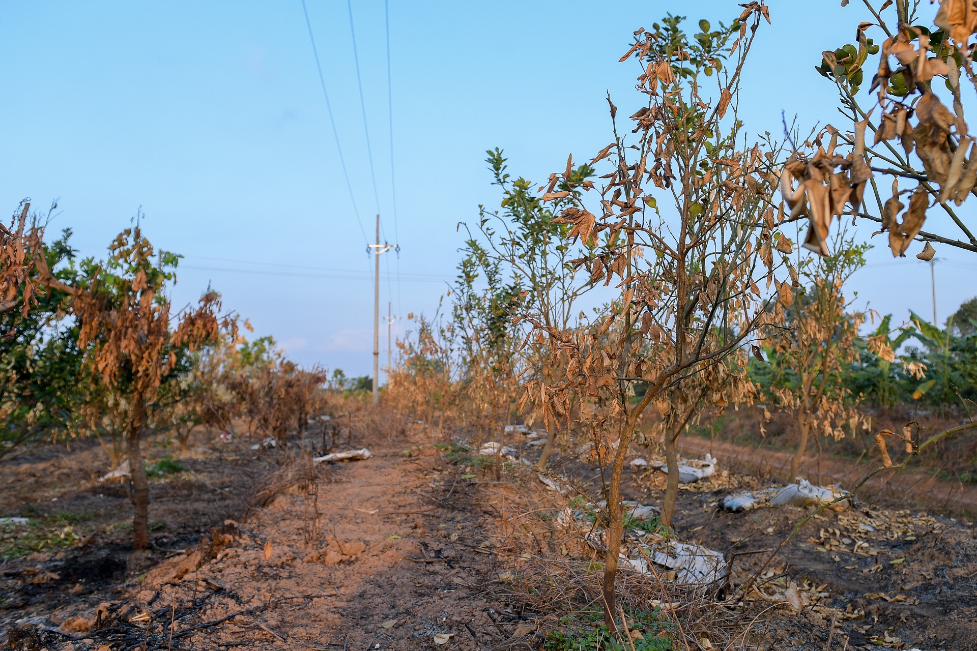 Nông dân Hưng Yên khóc hết nước mắt, nhìn vườn cây ăn quả bị đốt trụi - 9