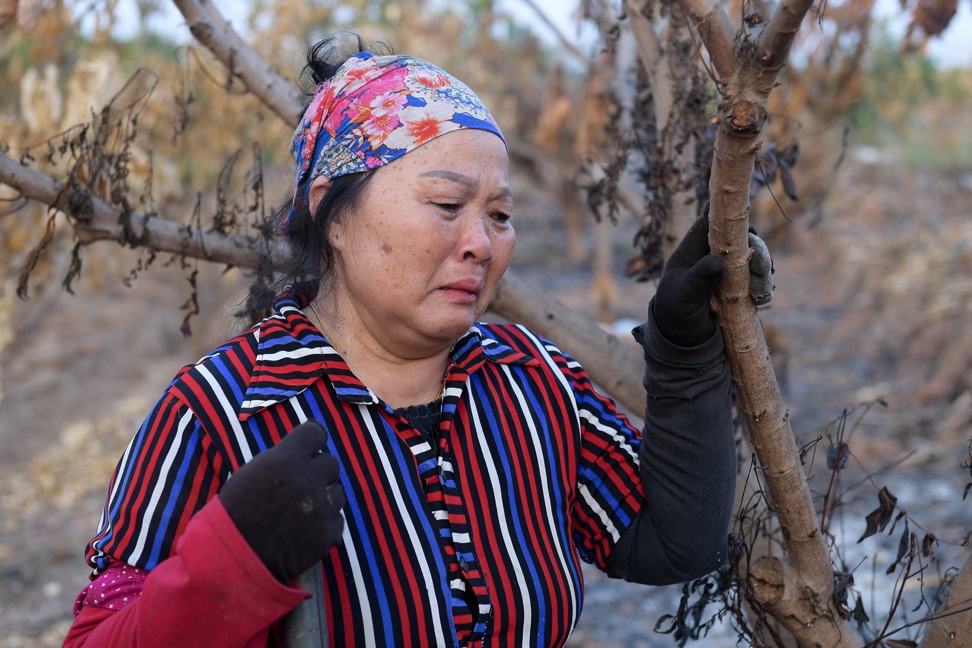 Nông dân Hưng Yên khóc hết nước mắt, nhìn vườn cây ăn quả bị đốt trụi - 4