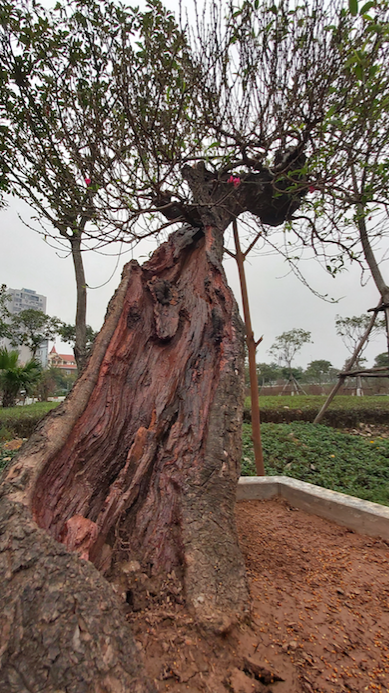 Đào Thất Thốn cổ Sapa ồ ạt xuống phố chờ đại gia rước về chơi Tết - 9