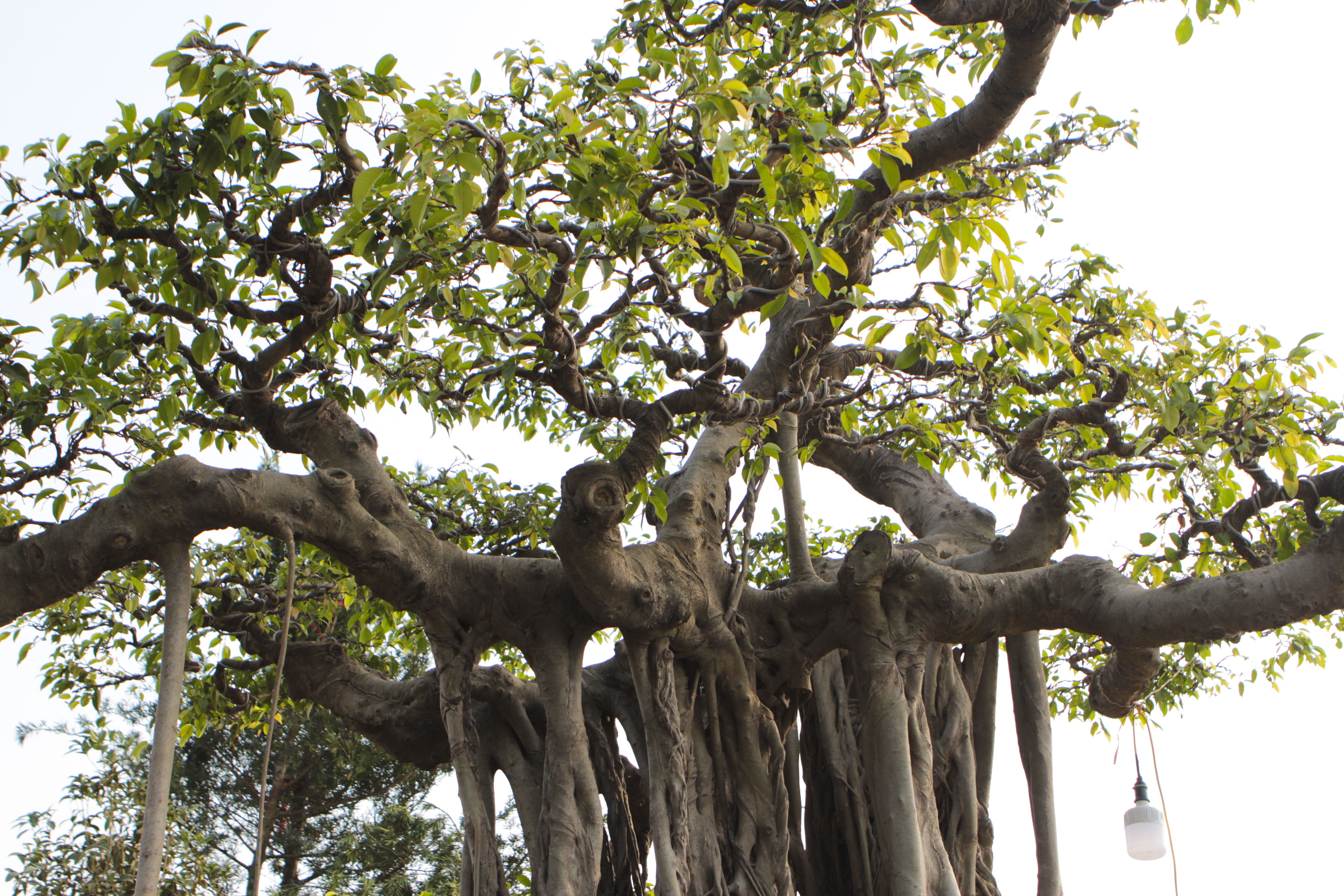 Cận cảnh cây Sanh lá móng có giá 2,5 tỷ đồng ở Hà Nội - 3