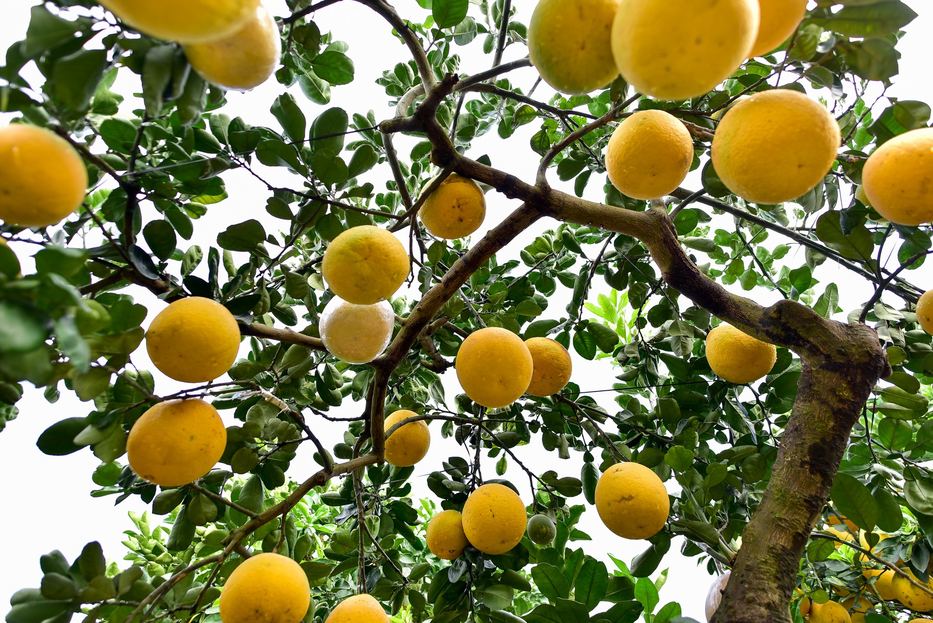 Cây bưởi cổ thụ thế bạt phong hồi đầu giá trăm triệu gây sốt ở Hưng Yên - 7