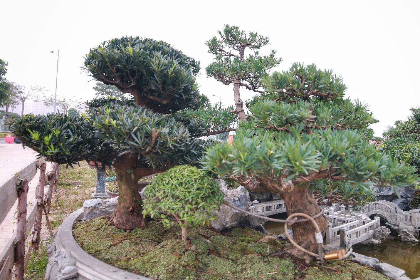 Chiêm ngưỡng “Đồi Tùng La Hán” thiết kế bắt mắt độc nhất vô nhị - 3