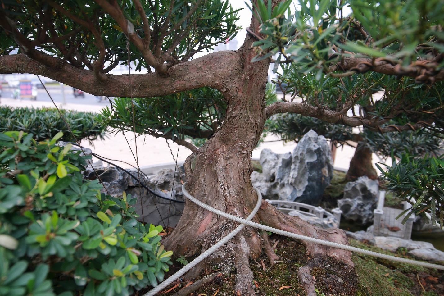 Chiêm ngưỡng “Đồi Tùng La Hán” thiết kế bắt mắt độc nhất vô nhị - 4