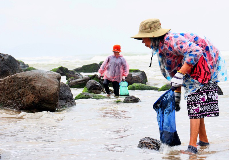 Vớt rong biển, người dân làng chài Nam Ô thu nhập tiền triệu mỗi ngày