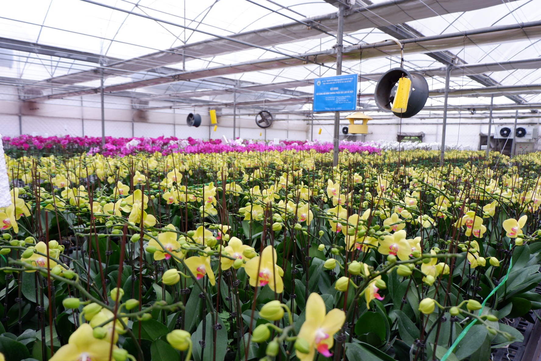 Người Việt ứng dụng 4.0 trồng lan: Hết thời hoa ngoại độc chiếm thị phần hồ điệp Tết - 5