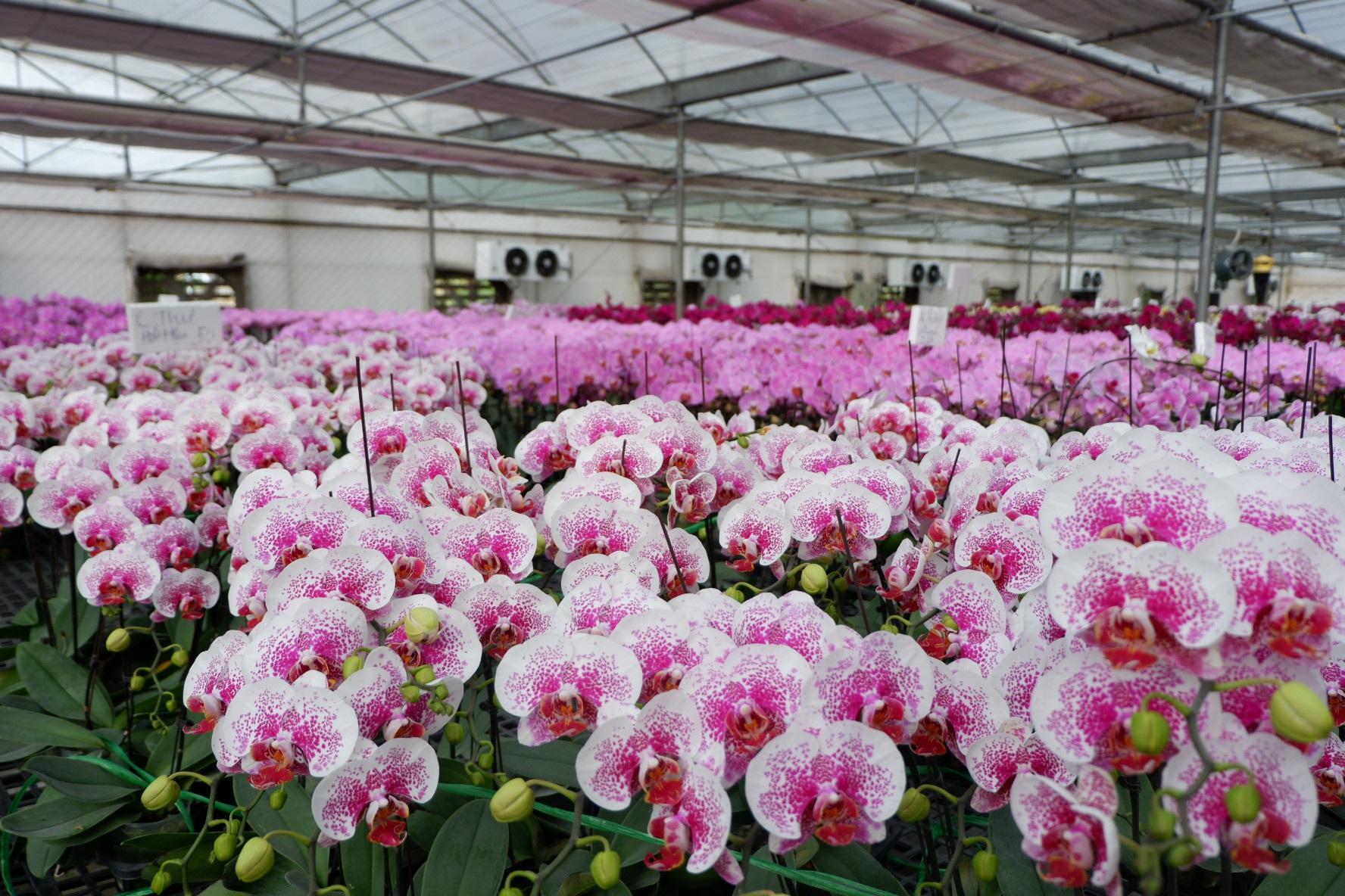 Người Việt ứng dụng 4.0 trồng lan: Hết thời hoa ngoại độc chiếm thị phần hồ điệp Tết - 6