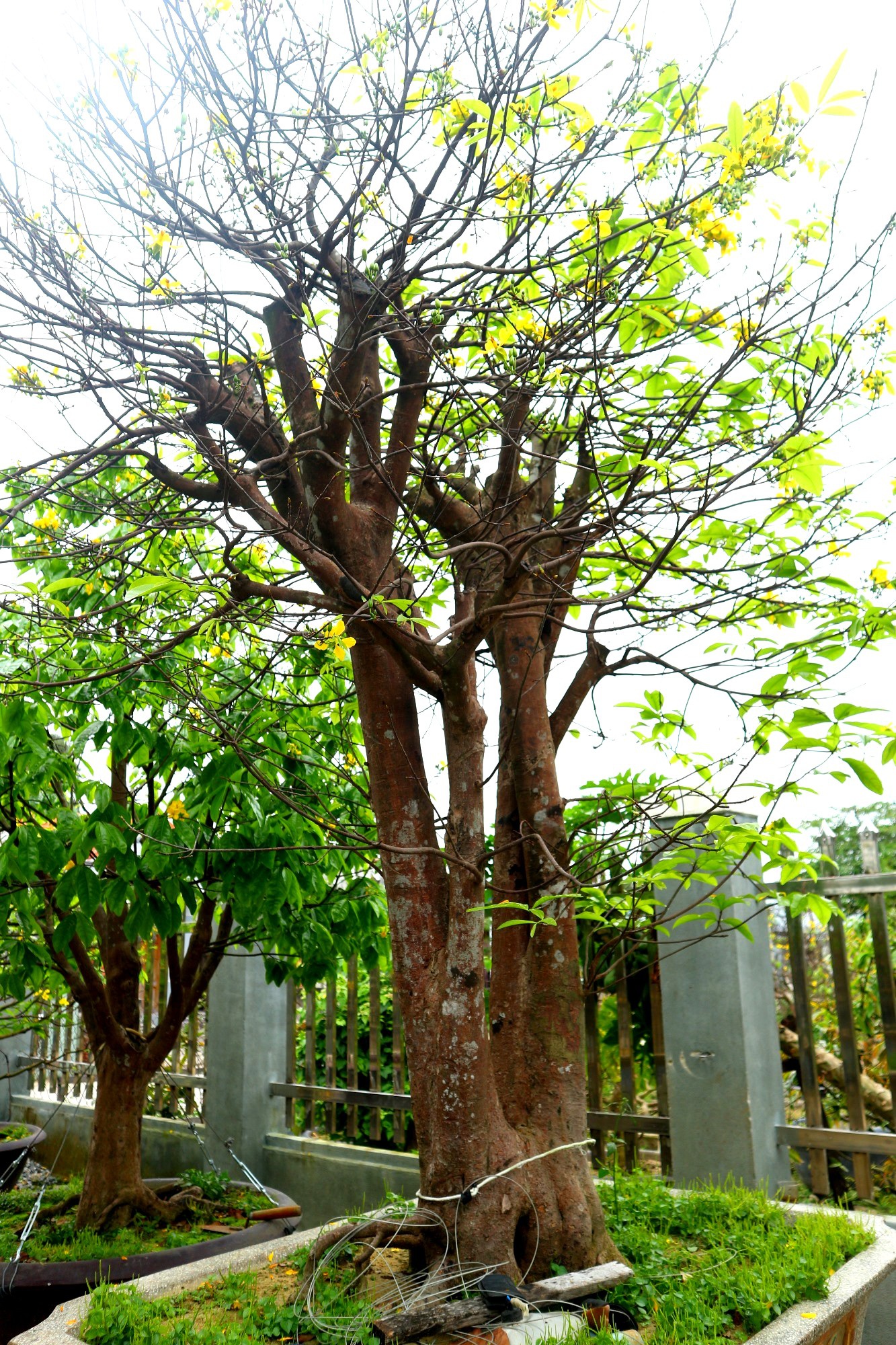 Ngắm vườn mai vô giá của lão nông dịp Tết - 9