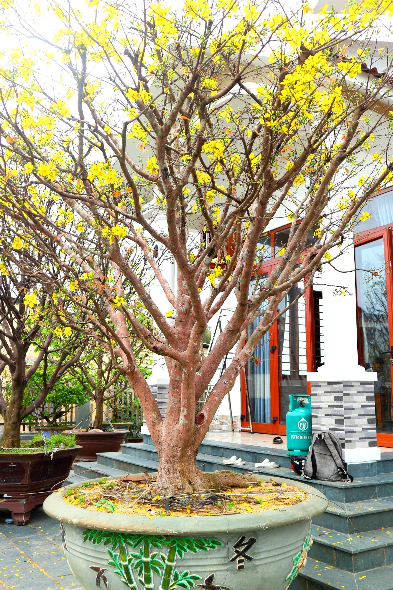 Ngắm vườn mai vô giá của lão nông dịp Tết - 5