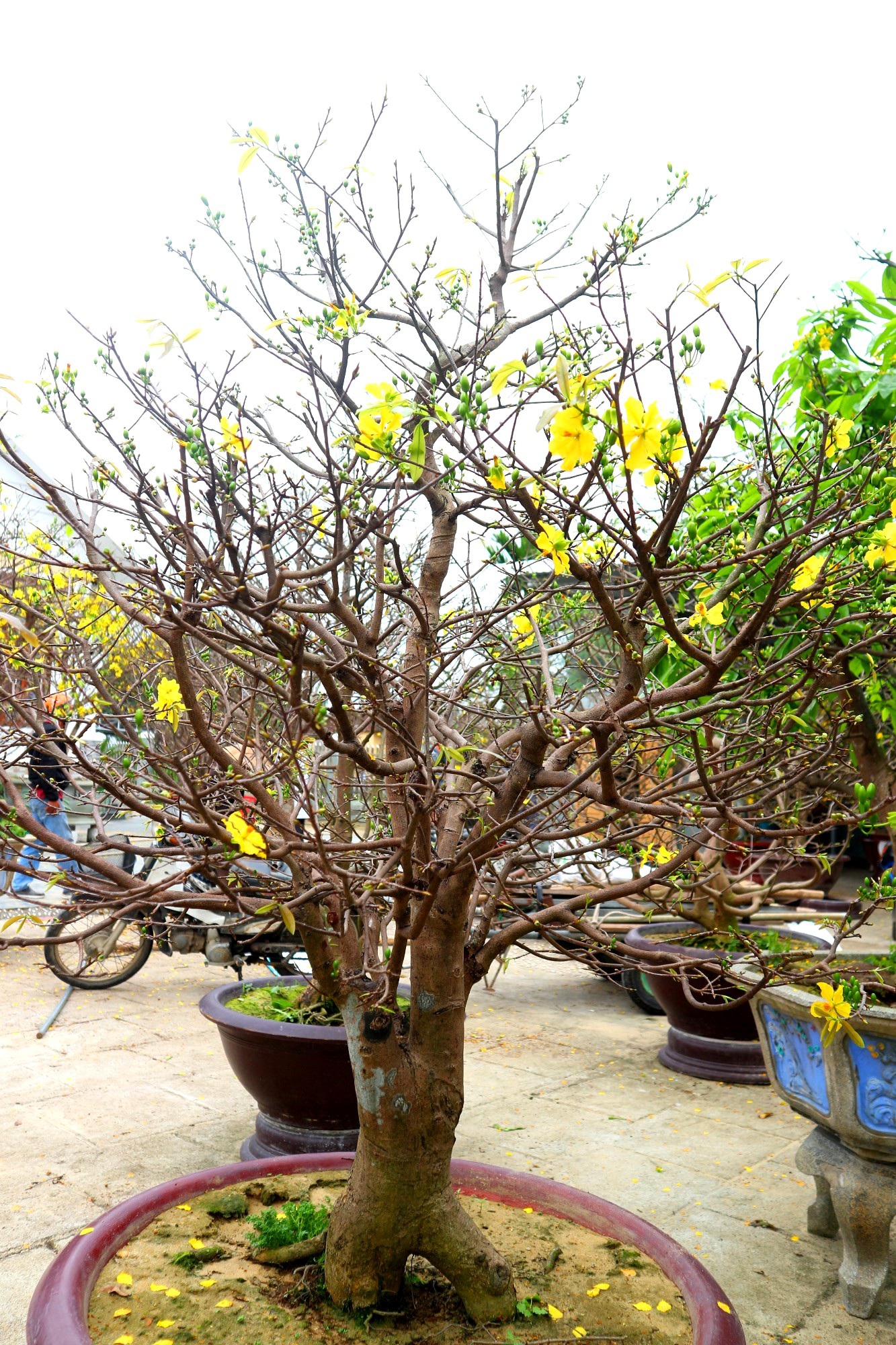 Ngắm vườn mai vô giá của lão nông dịp Tết - 8