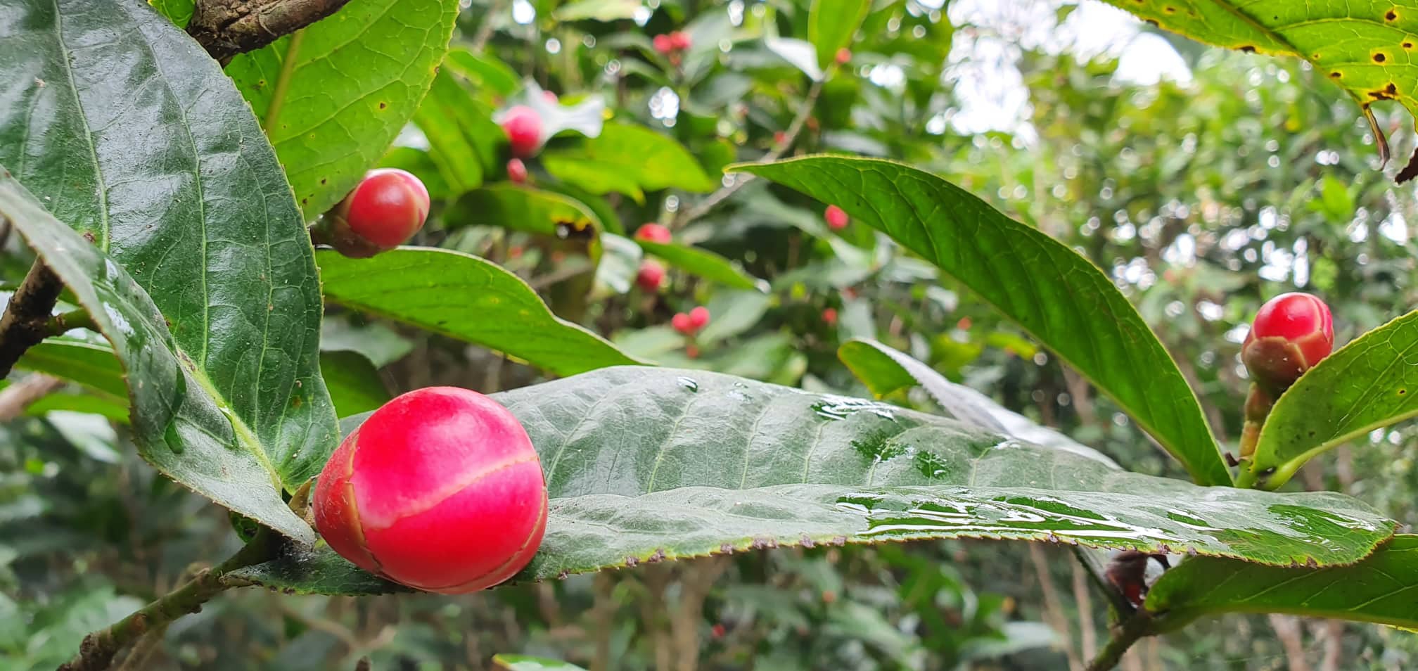 Về làng hoa Đồng Dụ ngắm cây hải đường cổ thụ hơn trăm tuổi - 5