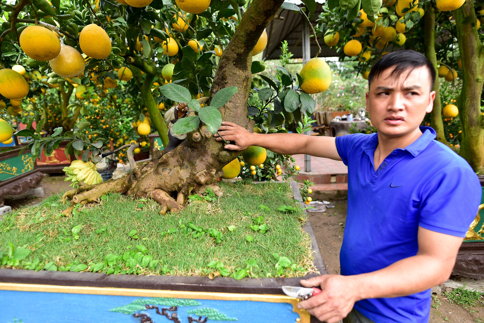 Cây bưởi cổ thụ thế bạt phong hồi đầu giá trăm triệu gây sốt ở Hưng Yên - 10