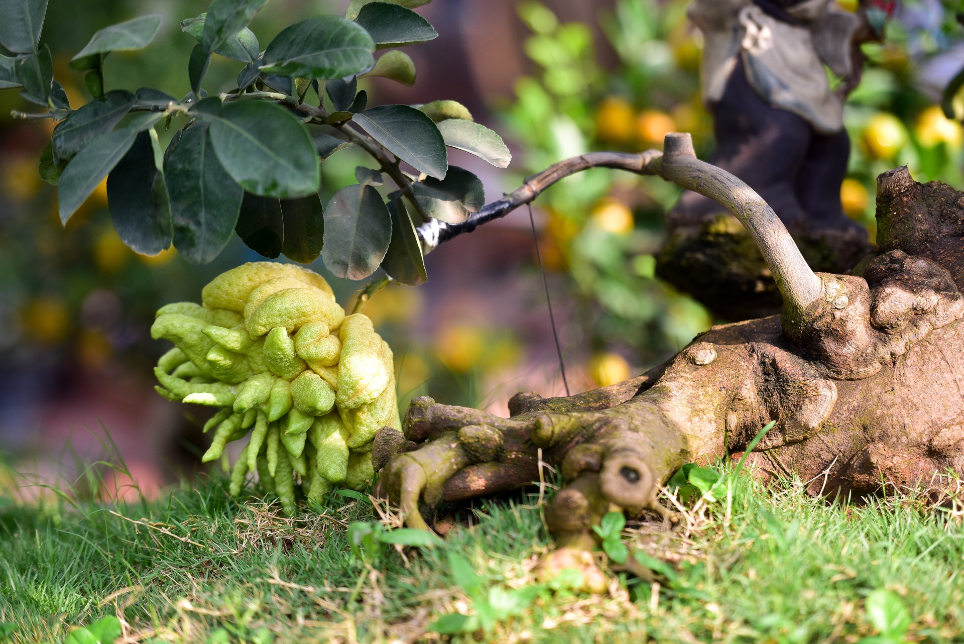 Cây bưởi cổ thụ thế bạt phong hồi đầu giá trăm triệu gây sốt ở Hưng Yên - 4