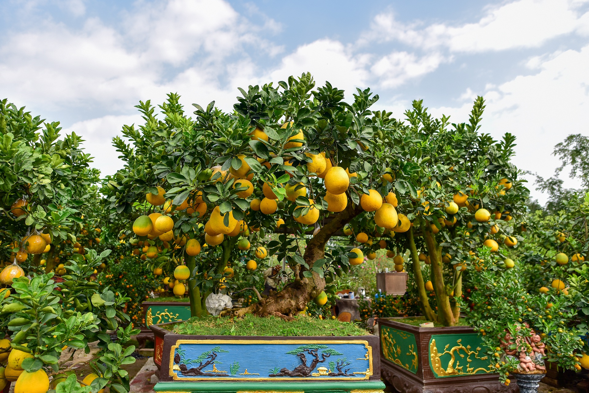 Cây bưởi cổ thụ thế bạt phong hồi đầu giá trăm triệu gây sốt ở Hưng Yên - 2